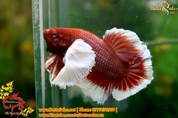 118457467_1634150880098704_8827667867430899621_o 118457467_1634150880098704_8827667867430899621_o