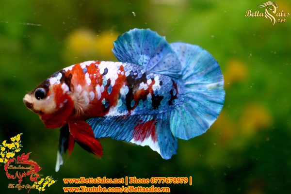 118709911_1636650583182067_7048185319730932492_o