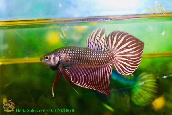 195645438_1871674273013029_7077658711263151293_n 195645438_1871674273013029_7077658711263151293_n