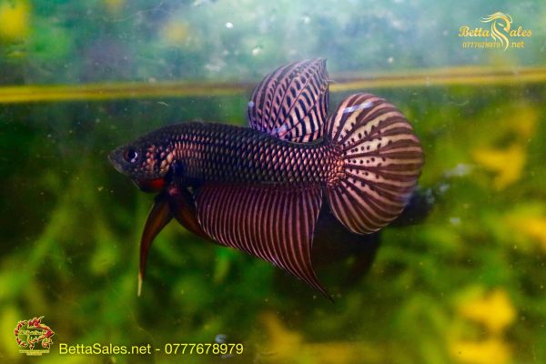 197702503_1874627239384399_3170495834555015288_n