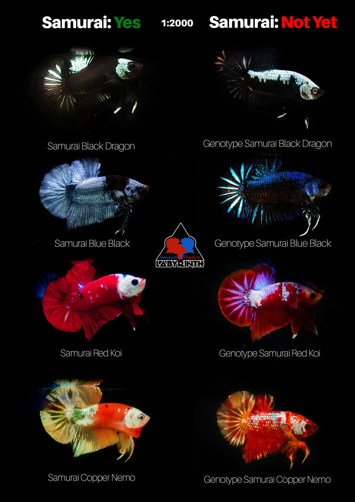 Samurai betta và mang gien (genotype) Samurai betta