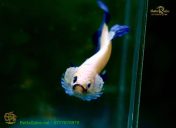 192051179_4270935966346978_8941131165638995306_n