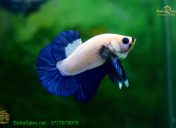 192136040_4270935979680310_7103306997494921724_n