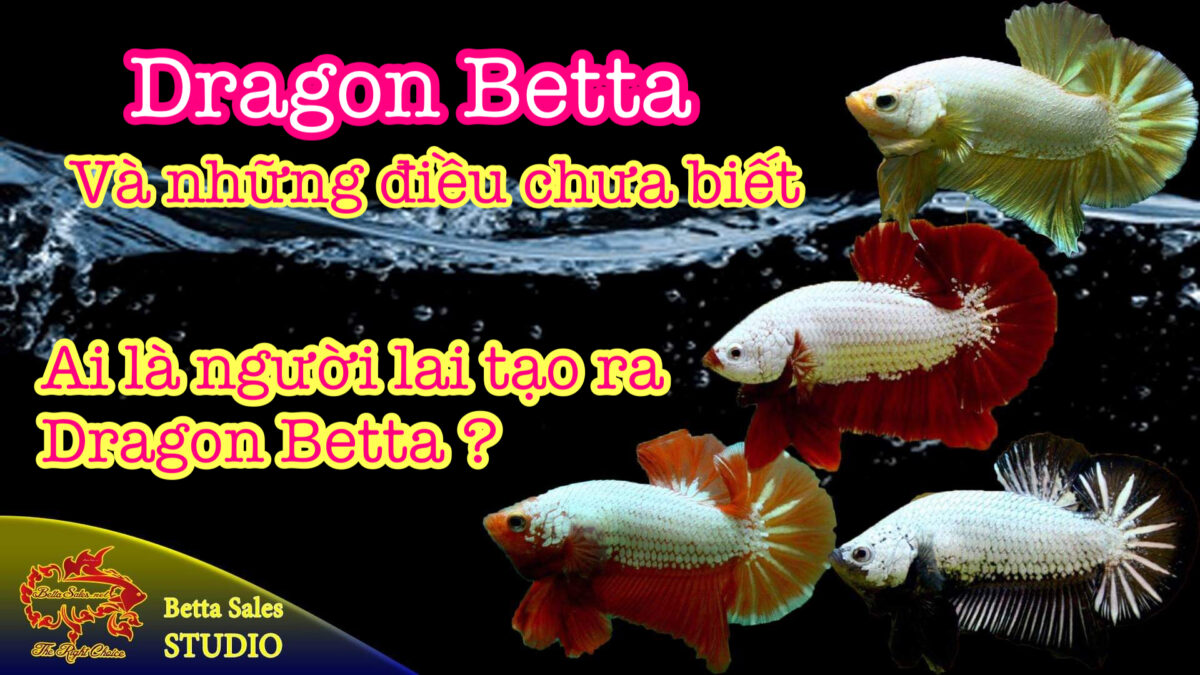 Dragon Betta Là gì ? | Tại Sao gọi là Dragon Betta ? | Betta Rồng Và Những Điều Chưa Biết !!