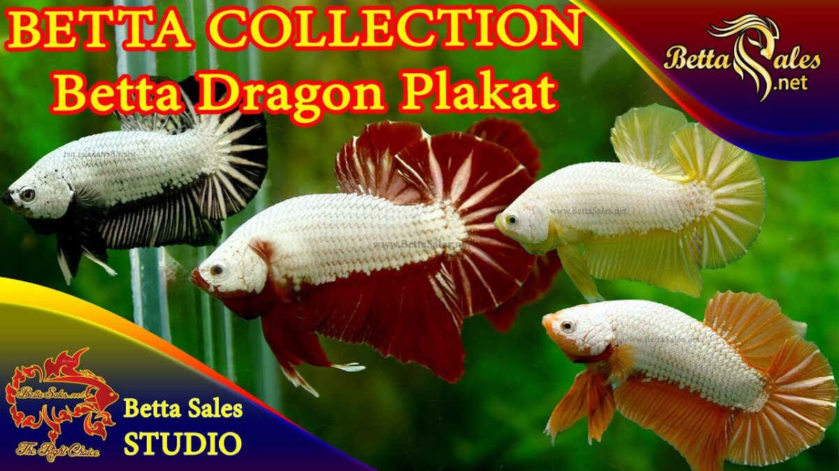 Dragon Betta là gì ? Đi tìm Opaque (Dragon – Phần 2)