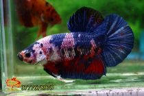 295522398_2180213338825786_8195435827970330965_n